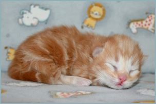 Male Siberian Kitten from Deedlebug Siberians